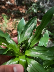Lilium humboldtii ocellatum