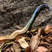 Blue-tailed Skink - Photo (c) kgrepin, some rights reserved (CC BY-NC)
