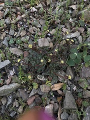 Sanicula saxatilis