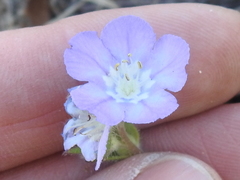 Phacelia strictiflora
