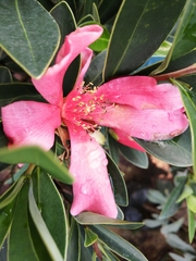 Camellia azalea