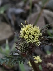 Sanicula saxatilis