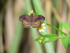 Theagenes dichrous