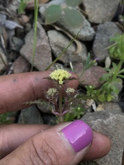 Sanicula saxatilis