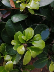 Ficus microcarpa