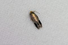 Stigmella resplendensella