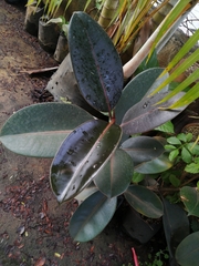 Ficus elastica