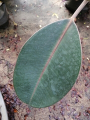 Ficus elastica