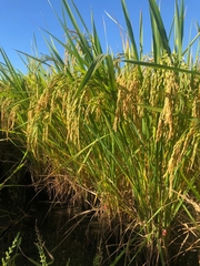 Oryza
