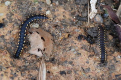 Chondromorpha xanthotricha