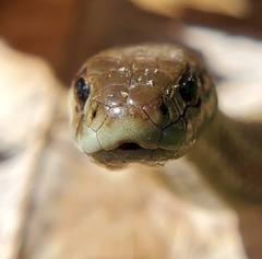 Thamnophis ordinoides