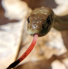 Thamnophis ordinoides