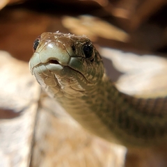 Thamnophis ordinoides