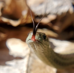 Thamnophis ordinoides