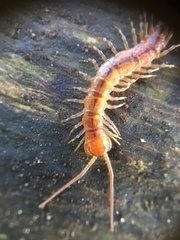 Lithobius variegatus