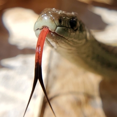 Thamnophis ordinoides