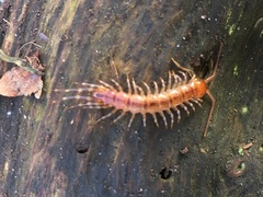 Lithobius variegatus