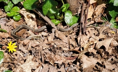 Thamnophis ordinoides
