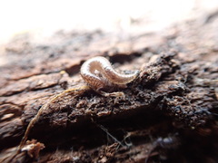 Caseyidae