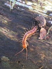 Lithobius variegatus
