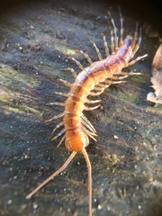 Lithobius variegatus