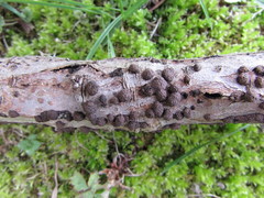 Hypoxylon perforatum