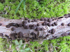 Hypoxylon perforatum