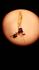 Aphaenogaster picea