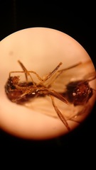 Aphaenogaster picea
