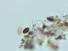 Hypoxylon perforatum