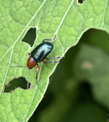 Syagrus calcaratus