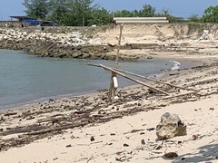 Varanus salvator macromaculatus