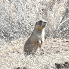 Cynomys parvidens