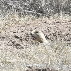 Cynomys parvidens