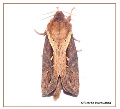 Parapielus oberthuri