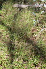 Wahlenbergia capillaris