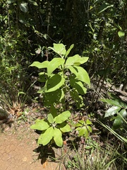 Pluchea carolinensis