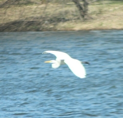 Ardea alba