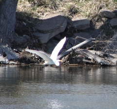 Ardea alba
