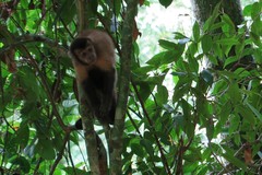 Sapajus nigritus