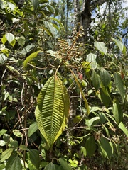 Miconia laevigata