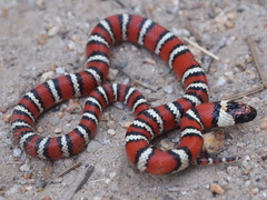 Lampropeltis zonata