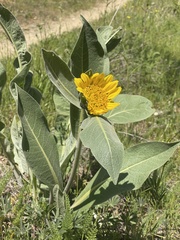 Wyethia helenioides