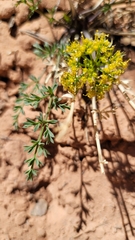 Lomatium foeniculaceum