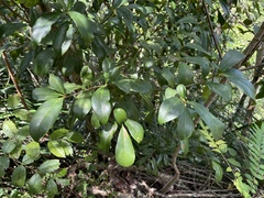 Guapira fragrans