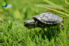 Trachemys venusta venusta