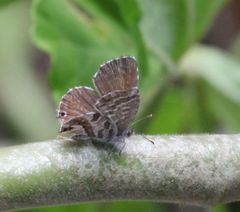 Cacyreus marshalli