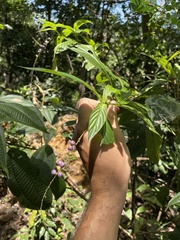 Gonzalagunia hirsuta