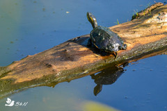 Trachemys venusta venusta