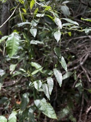 Tragia volubilis
